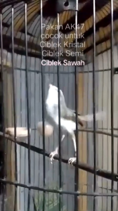 ciblek ak47 reload pakan burung ciblek cipau prenjak tlendekan cacing awi cingcoang decu kacer murai burung pemakan serangga bagus bikin gacor rajin bunyi berkicau sehat kaya akan protein dan vitamin penunjang lainnya yang sangat dibutuhkan oleh metabolis