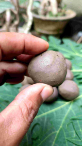 20 Biji Ampo Tanah Liat Penghilang Rasa Pahit Daun Pepaya Pare lempung