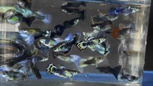 Mix Guppy -  [AquaX] Live Fish - *Ship West & East Malaysia* ~Farm Direct Sell