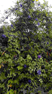 Chậu hoa đậu biết hoa trái khô cho hoa quanh năm dễ trồng