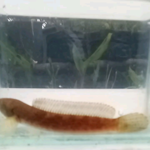 CHANNA LIMBATA MALE STRONG COLOUR 5INCI