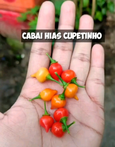 8 BUTIR BIJI/BENIH CABE YELLOW CUPETINHO | CABE HIAS UNIK (Bisa konsumsi)