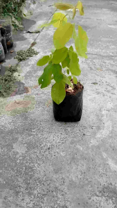 Golden Legume live plant in 3.5x3.5x10" polybag Desmodium umbellatum aurea green leaves indoor use.