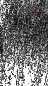 1kg Cây Chổi Đực - Phơi khô