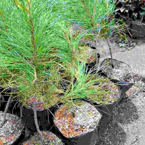 bibit tanaman pinus merkusi pines cemara pinus
