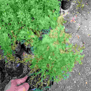 tanaman cemara air atau cemara pagar bonsai