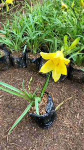 Tanaman Hias Bunga Lily & Day Lily: Dekorasi Cantik untuk Taman Anda