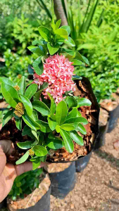 tanaman hias asoka jambon mini bunga pink bunga soka