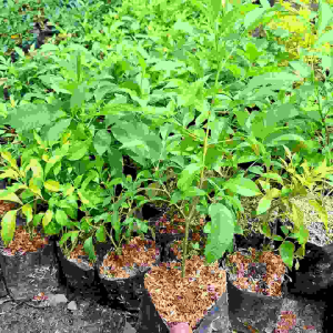 Bibit Tanaman Hias Bunga Tekomaria & Tekomastan Terompet Kuning