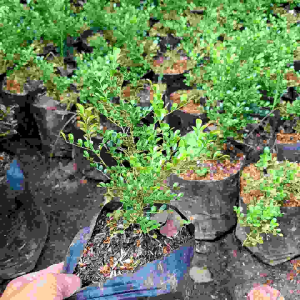 tanaman hias bunga kemuning mini