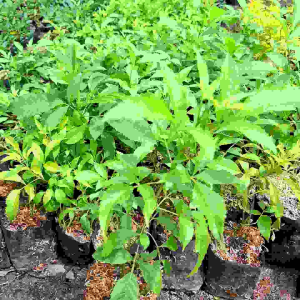 Bibit Tanaman Bunga Tekomaria & Bunga Kuning Tekomastan