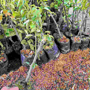 Bibit Tanaman Hias Bougenville Bunga Ungu Bougenvil Bugenvil Gempil Kembang Kertas