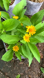 Tanaman Hias Bunga Matahari Mini & Butter Daisy