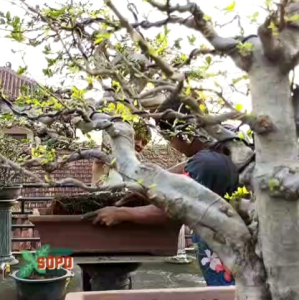 Alat Bonsai dan Berkebun Gergaji Akar Wanzuo China
