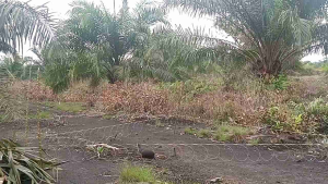 JERAT RACIK RUAK WAK KAREO GANTUNG SIAP PAKAI ANTI KUSUT ANTI BADAI TERUJI BERKWALITAS
