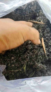 mendia tanam humus/sekam daun bambu