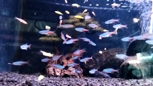pasir malang hitam media tanaman dan aquarium