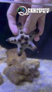 🔥CKH Aquatic🔥 Starfish Chocalate Chip 巧克力海星