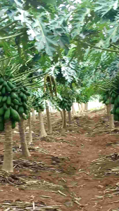 Benih Bibit Pepaya California kemasan 10 gram - 500 biji