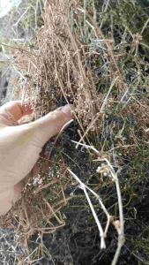 1kg Cây Lữ Đồng phơi khô (BẠCH HOA XÀ)