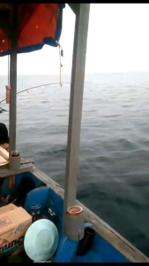 Konser Khusus Tenggiri Batangan & Babon Buatan Papa Barra