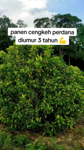 Pohon Cengkeh Zanzibar unggul-bibit cengkeh pilihan