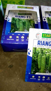 Benih Pare RIANG F1 Pare Tavi Unggul START SEED