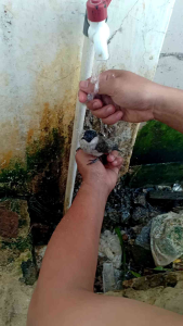 Tali Berkualitas Tinggi untuk Burung Kutilang