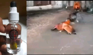 DOPING RACING HORSE ASLI