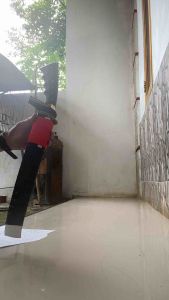 {COD} gol0k sembelih asli banten bonus pisau seset