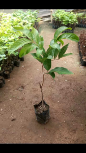 Bibit Rambutan Binjai dan Rapiah Okulasi