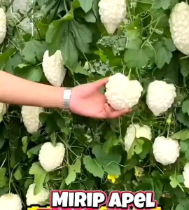 (KEMASAN PREMIUM) BIJI | BENIH PARE PARIA PUTIH APEL ( isi -+5 butir)