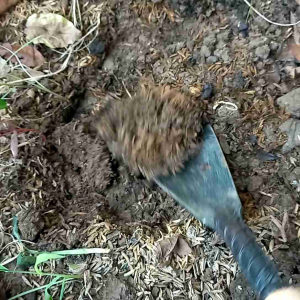 Xén dạng thuổng bằng thép xoắn đào đất làm cỏ trồng cây trồng rau