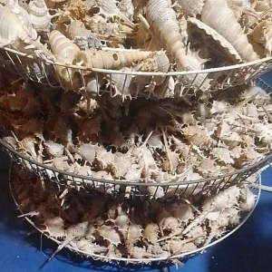 Kerang Duri Isi 20 Pcs & 50 Gram Isi 10 Pcs: Pengetahuan Dasar dan Manfaat