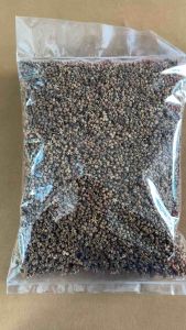 มะแขว่นล่วงแม่ส้านลำปาง ของใหม่ปลายปี 2568(เครื่องเทศอาหารเหนือ)