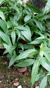Pokok Herba Belalai Gajah