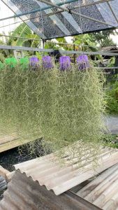 เคราฤาษีใส่ตะกร้า 2 นิ้ว โมบายเคราฤาษีพร้อมแขวน  สำหรับตกแต่งสวน เคราฤาษี มอสสเปน ไม้ฟอกอากาศกรองฝุ่น pm 2.5 ม่านบังแดด เคราฤาษี