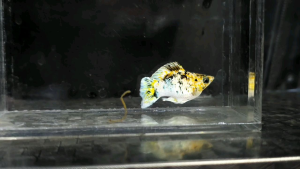 Pikachu Balloon Molly Fish(Male) 短身气球茉莉鱼(公)❗️(Not random fish)❗️Fish same as order❗️38
