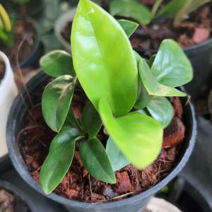 กวักมรกตแคระ ฮอลแลนด์ กระถาง 3 นิ้ว