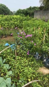 Hoa lan tỏi đuổi côn trùng cây cao 1m mua 5 tặng 1