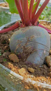 Buah Bit Root Fresh 1kg segar dari kebun