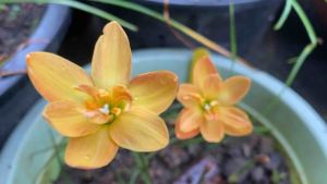 006.หัวดอกบัวดิน Yang Yang หัวละ 45 บาทดอกหอม