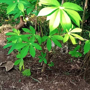 Benih Singkong Asli Ciamis & Bibit Batang Singkong Siap Tanam