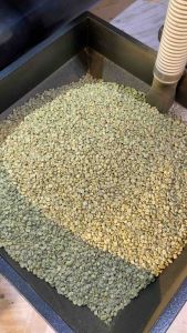 Cà phê CULI ROBUSTA nguyên chất rang mộc đắng cực mạnh caffein cao gu mạnh mẽ pha phin pha máy - Phan Coffee