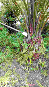 DODOS TIGER 111 5INCI