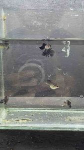 Mini panda short body guppy