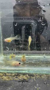 Hb yellow short body glass belly guppy