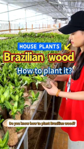 Tanaman Pohon Hanjuang Bahan Bonsai - Stek Batang Hanjuang Hijau(Dracaena Fragrance :Brazilian Wood)