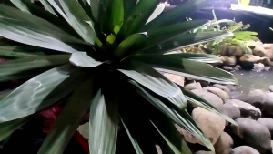 Tanaman Hias Tahan Lama: Tips dan Trik