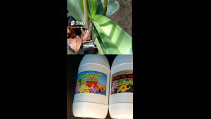 โปรโมชั่นอาหารกล้วยไม้ (ครบสูตร ต้นใบดอก)